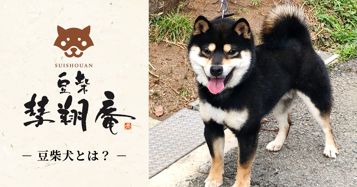 豆柴犬とは？｜豆柴 彗翔庵