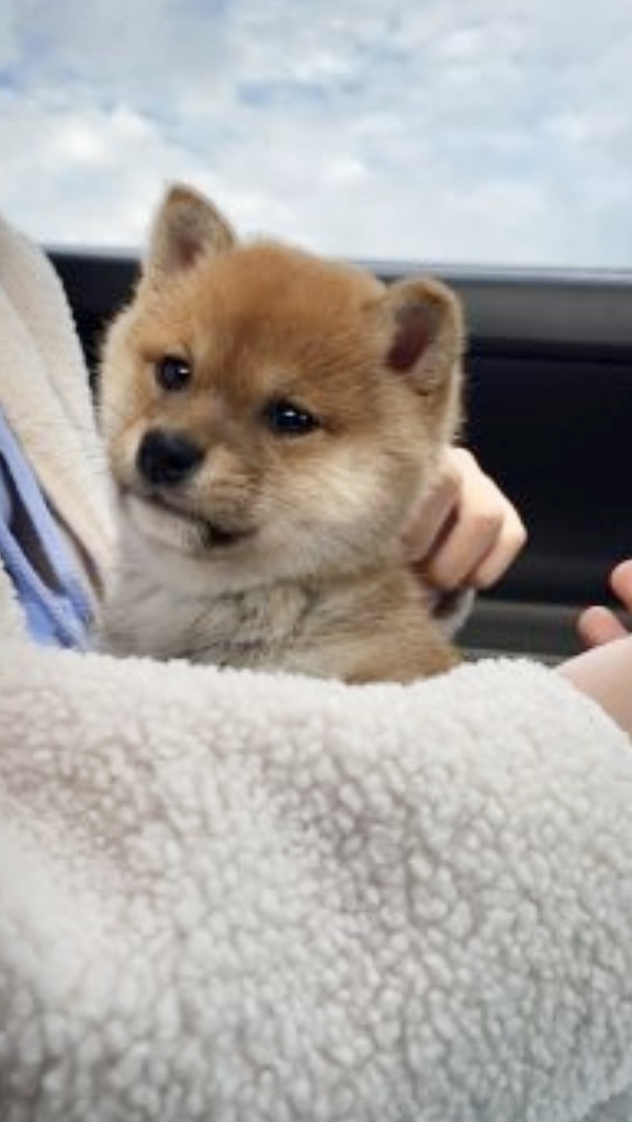 豆柴を迎えたいと考えて、ブリーダーサイトを検索していたところ、仔犬たちの可愛らしさ、田鍋さんご夫婦のお人柄の良さが伝わってくる写真を見て、お迎えするなら田鍋さんのところからと決めていました。