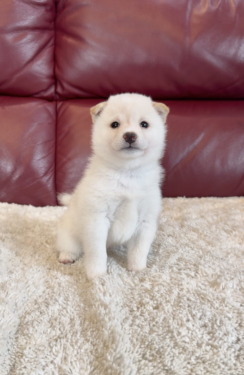 ご紹介のご予約受付中です。｜豆柴 彗翔庵