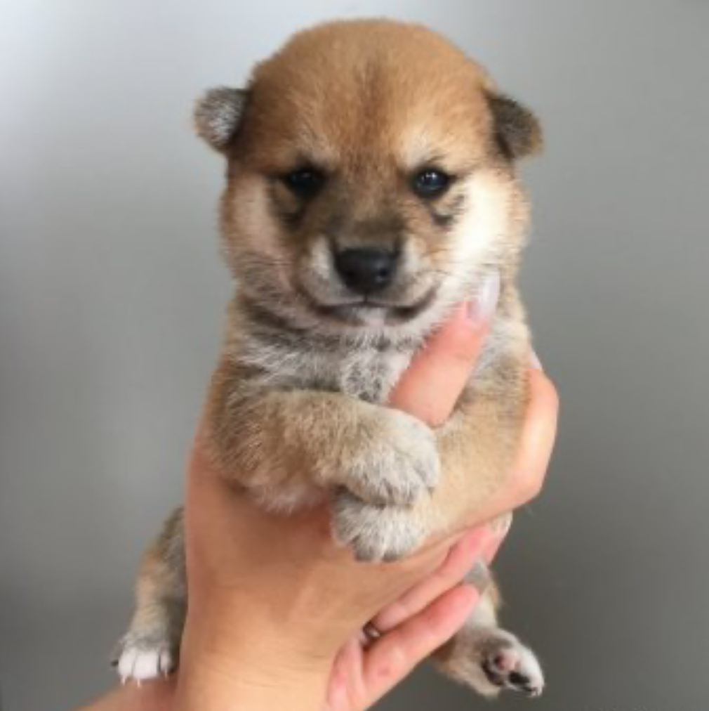 この度は、当犬舎より豆柴をお迎えいただき、この様な素晴らしい評価をいただき感謝申し上げます(*´▽｀*)