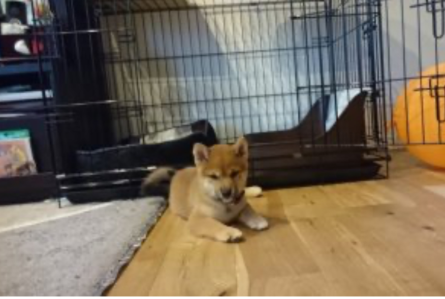 とても男前の豆柴でした