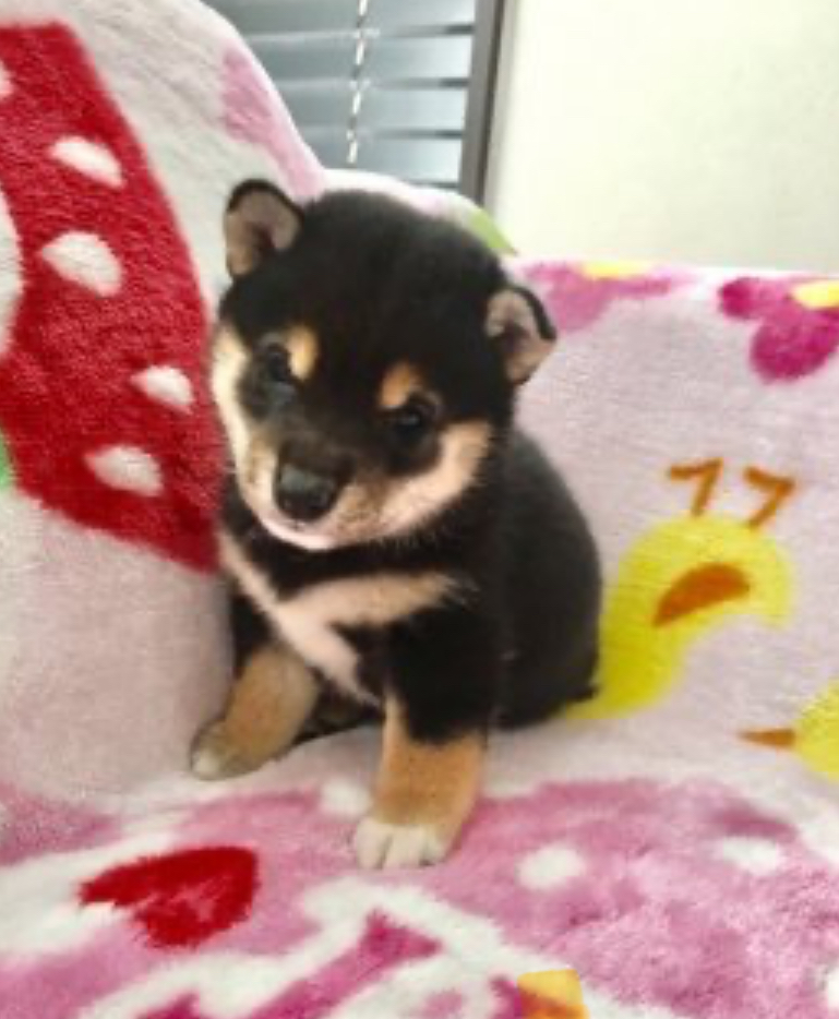 初めてワンちゃんを迎え入れる私達の不安や悩みを親身になって聞いて答えてくれました。
