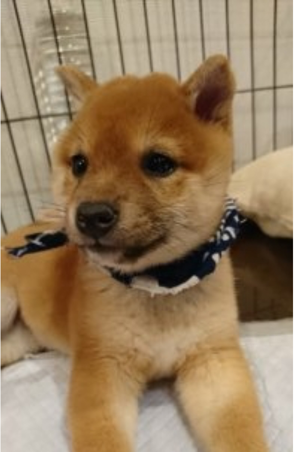 この度は良いご縁にて豆柴を迎え入れることができましたこと、本当に感謝申し上げます。