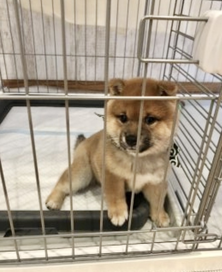 初めてワンちゃんを飼いました。