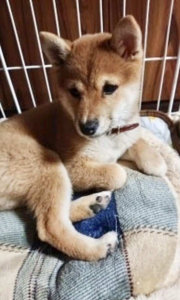 この度は大変かわいく元気な豆柴ちゃんを譲って頂きありがとうございました😃