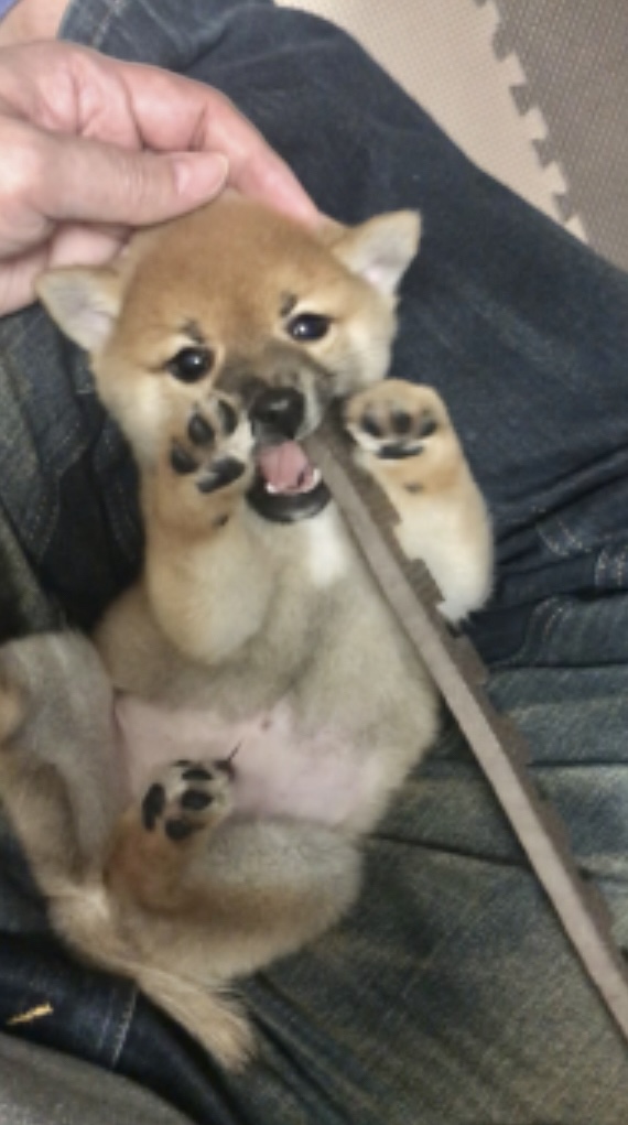 この度は、新しい家族を迎えることが出来、大変嬉しく思っております。