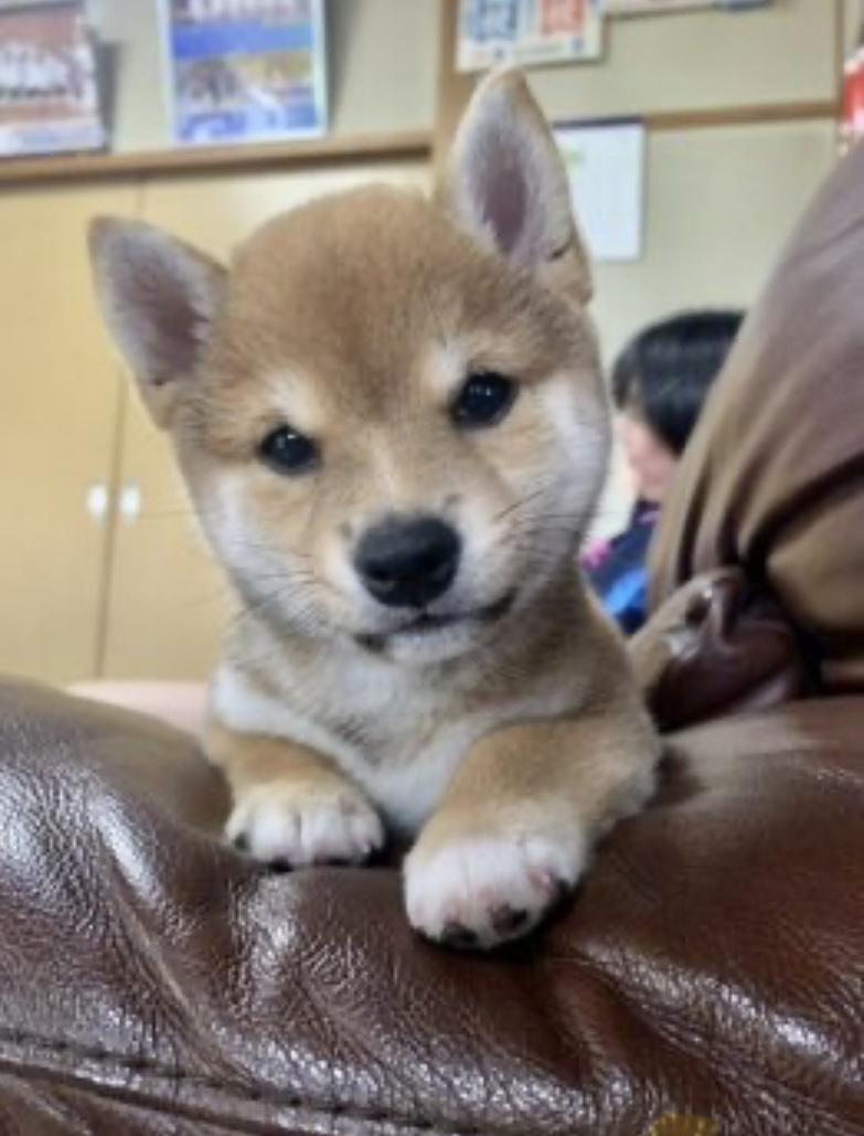 間違いなく評価⭐︎５以上です！