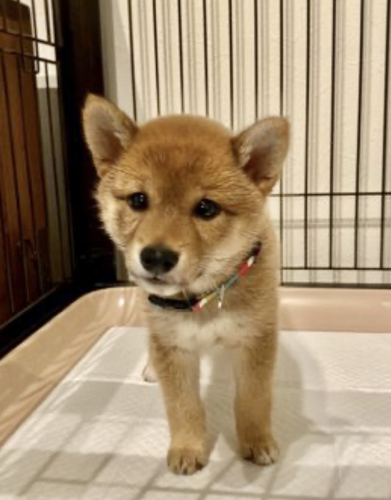 田鍋さまの元から豆柴の女の子をわが家に迎え入れて2週間になりますが、健康そのもので、かわいく、賢く、とてもよい子です。