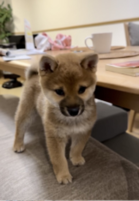 関東圏在住なので、今回、ネットでこのコに会ってみたい！と思い、田鍋ブリーダーさんのところで既に1匹オンライン見学させていただいた別のコを迎えるか迷ってる最中に、今回迎えたコを再度オンライン見学会の設定をしてもらい迎えることにしました。