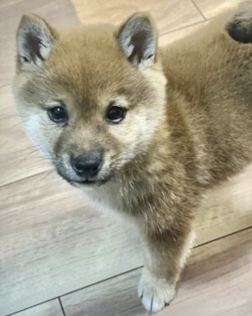 半年前、我が家で初めて犬を迎えたいということになり、ブリーダーさんを探し始めました。