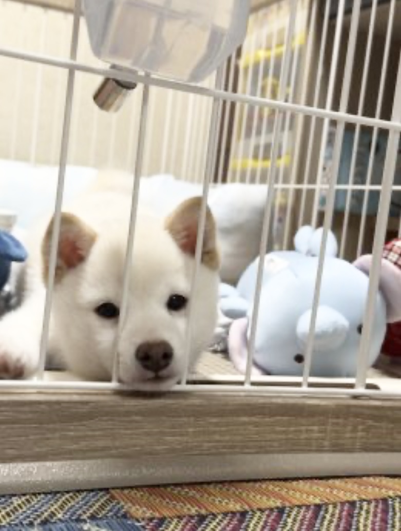 お迎え前のやり取りからとても丁寧で、終始安心して人生初のワンちゃんを迎え入れることができました。