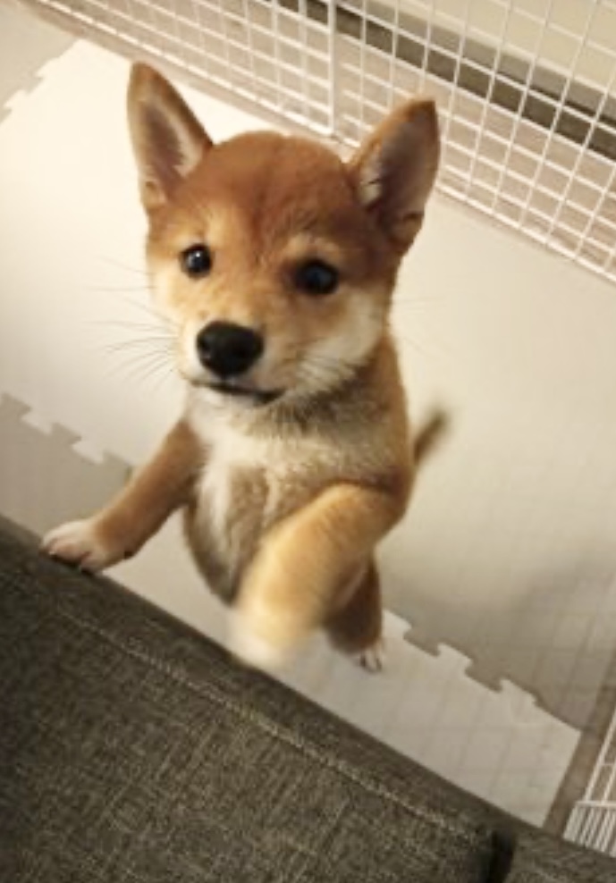 ２年くらい前から色々調べて田鍋さんにたどり着きました。