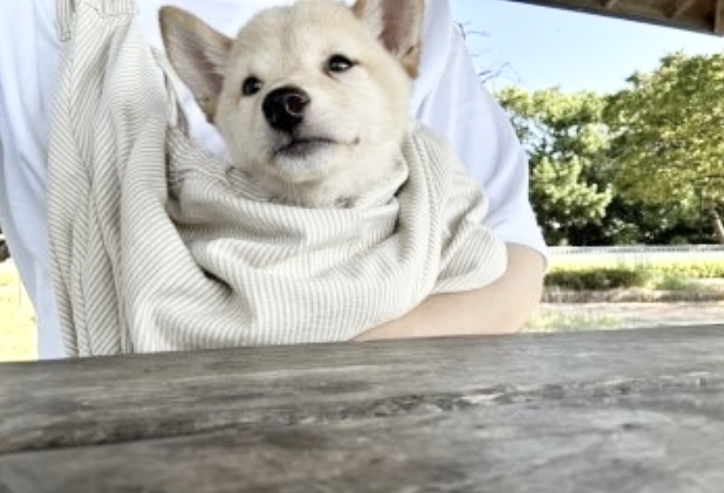 この度、素敵な仔犬を迎え入れることができました。