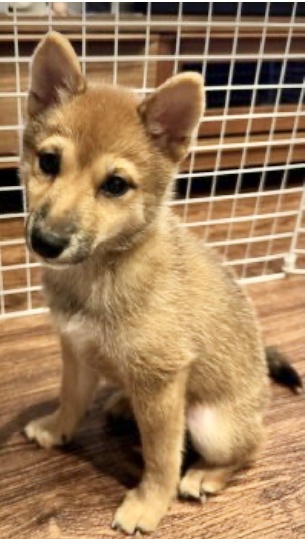 この度は可愛い子犬をお譲りしていただき、ありがとうございました。