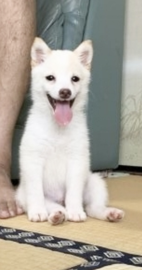 この子をお迎えしてから1ヶ月ほど経ちました。