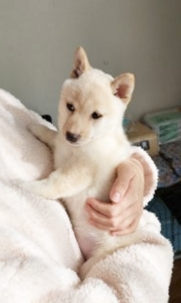 豆柴の男の子を家族の一員に！とおもっていたところ 田鍋ブリーダーの子犬が目に留まり、すぐに連絡しました