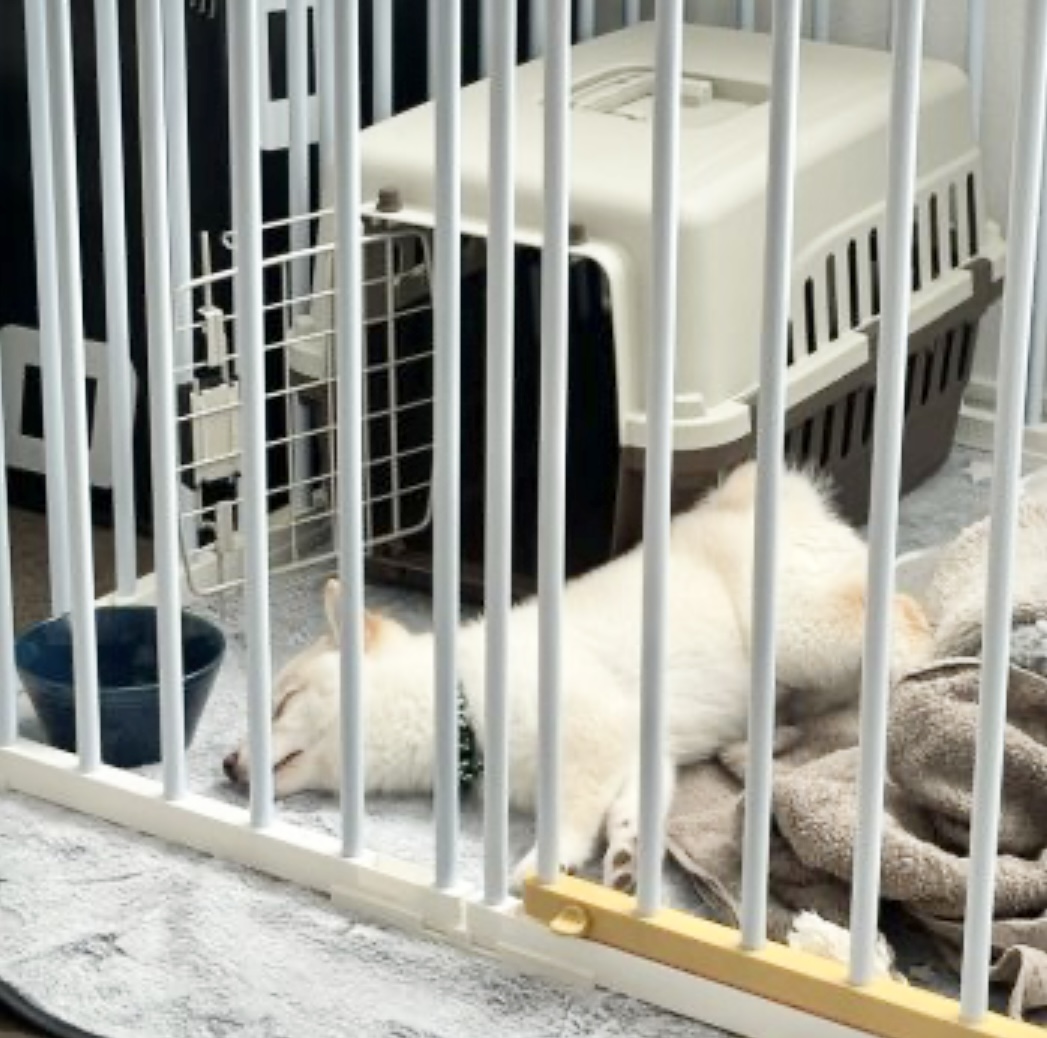 オンライン見学で対応していただきましたが、とてもお人柄も良く、初めての飼育のため色々と質問した際にも丁寧にお答えしていただき安心して迎え入れることができました！