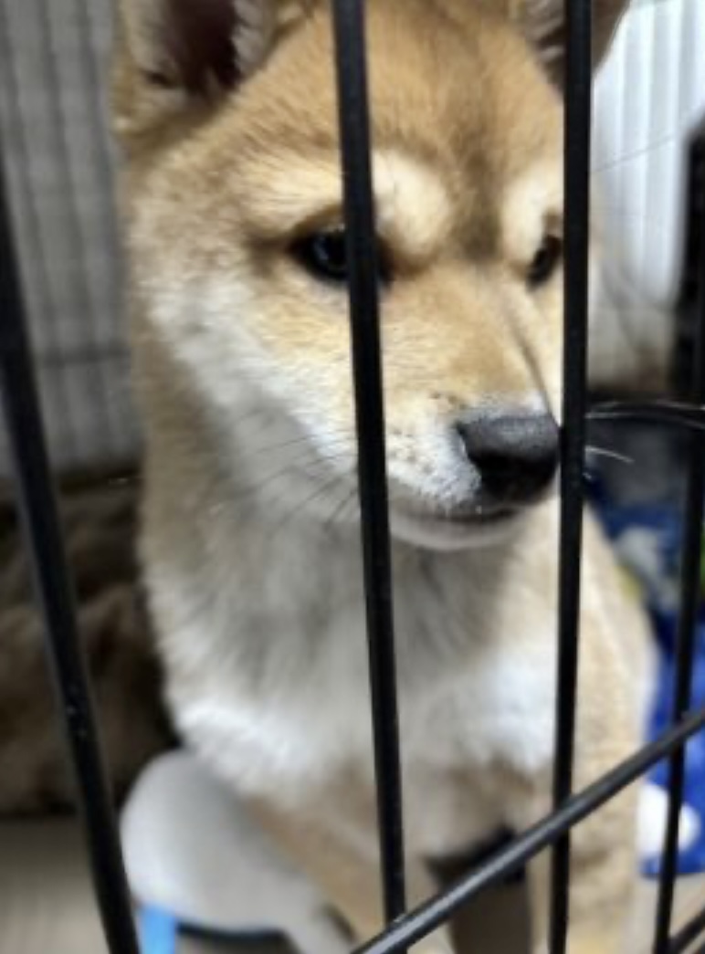 急な見学希望であったにも関わらず快くご対応いただき、また、初めての子犬の室内飼育で全く何もわからなかったため、たくさん質問をさせていただきましたが、懇切丁寧にご説明いただき無事子犬を迎え入れることができました。