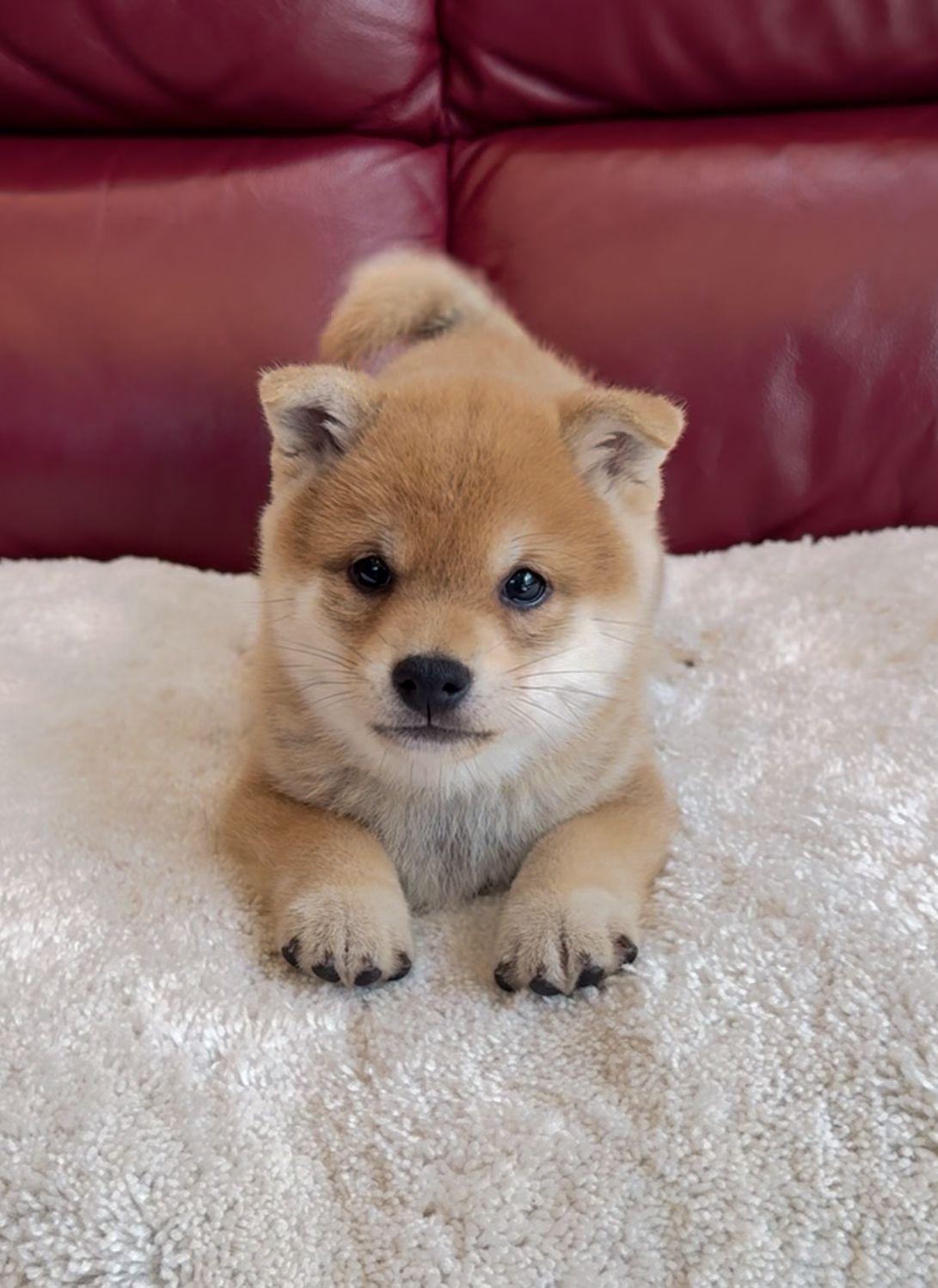 久しぶりに子犬ちゃんを飼うので少し心配でしたが、とても親切で丁寧に対応していただき安心してお迎えすることができました！！