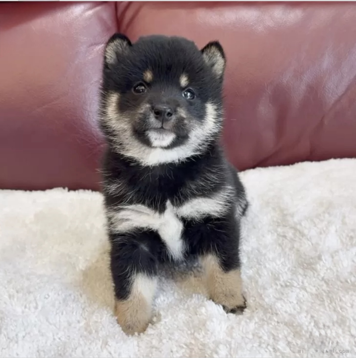 大変かわいい豆柴ちゃんにお会いできました。