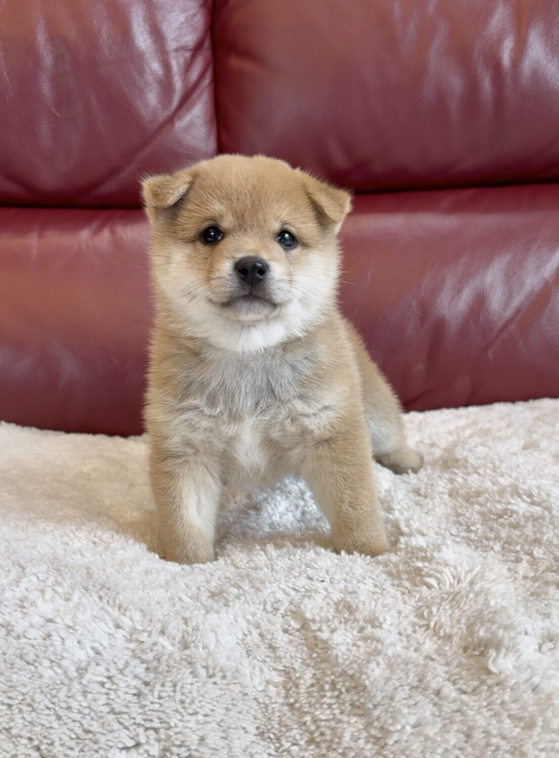 このたびは、かわいい子犬との素敵なご縁をありがとうございました。