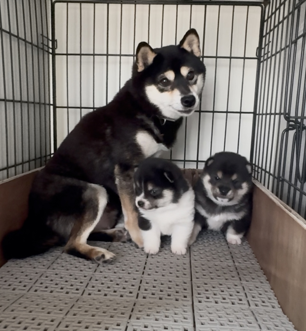 おはつとじろうの赤ちゃんが誕生しました【11月11日生】