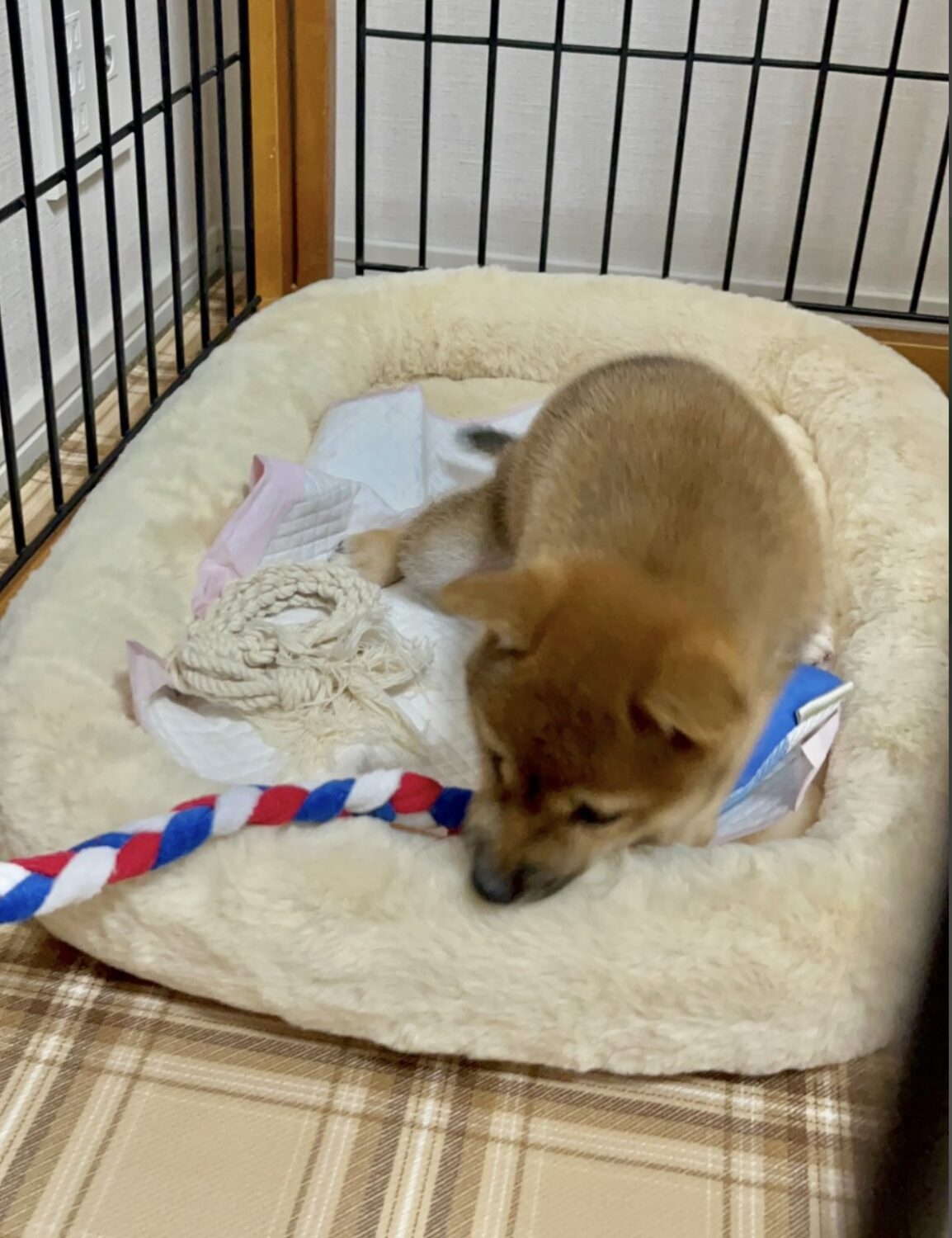 今回豆柴の男の子をお迎えさせていただきました！