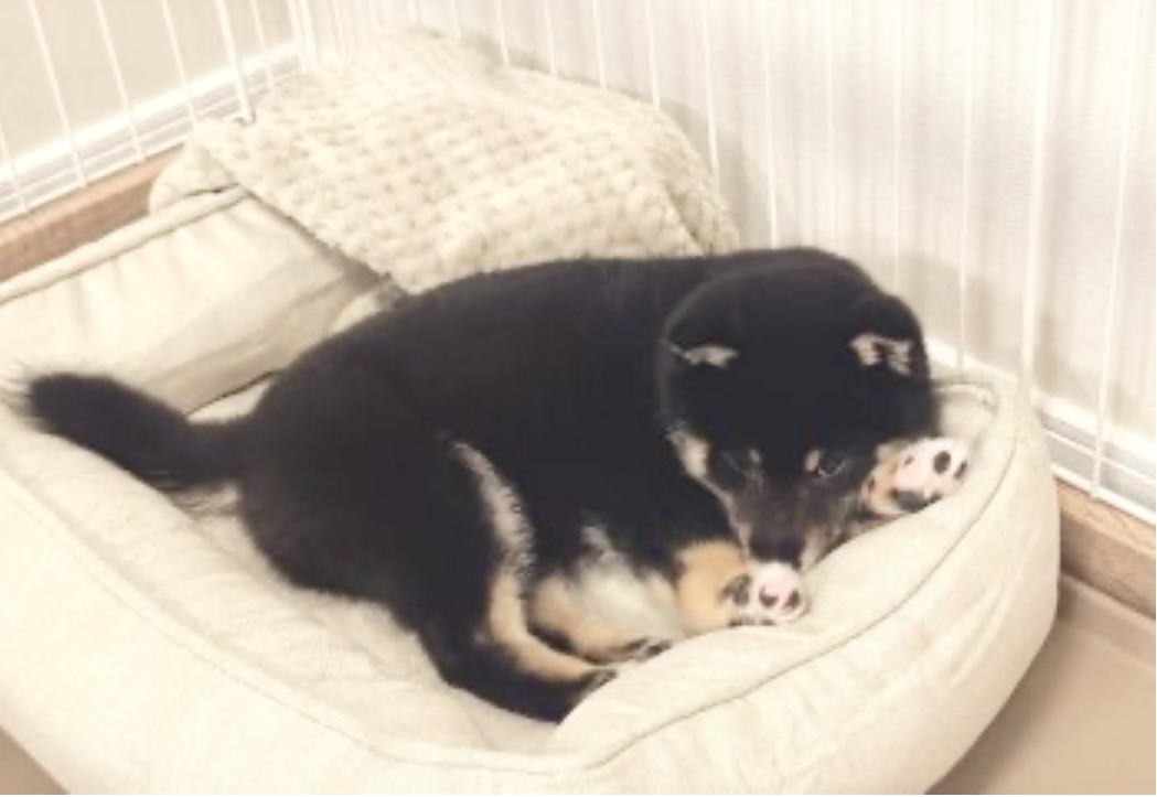 黒い豆柴くんをお迎えしました！