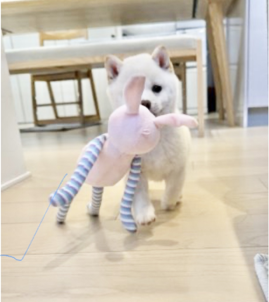 今回かわいい白柴をお迎えしました。