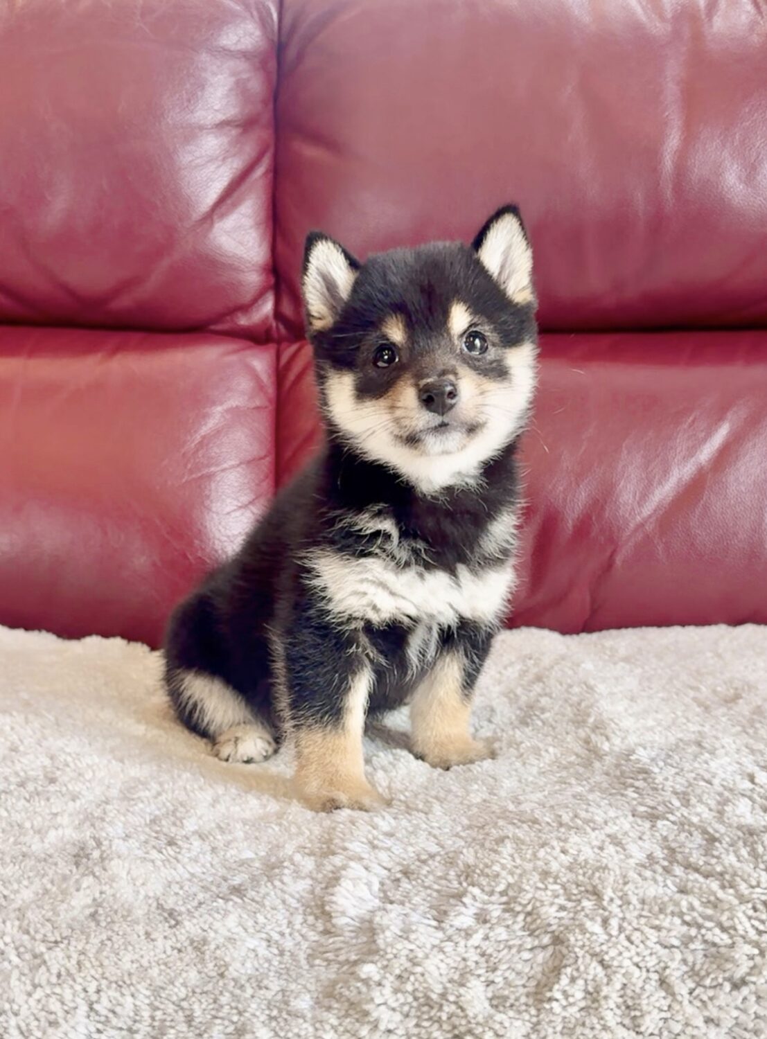 とても丁寧で親切なブリーダーさんでした。