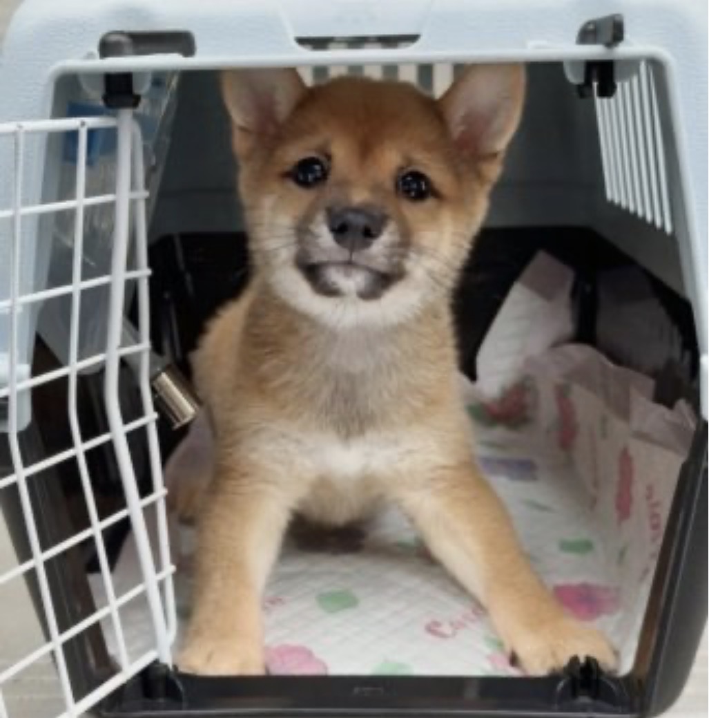 ご対応が迅速、的確で非常にスムーズにいきました。